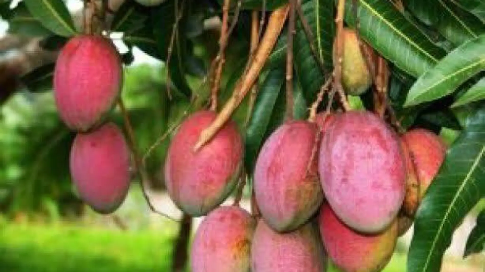 Mangos Foto Gobierno de México